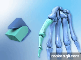 <p>ex. base of thumb</p>