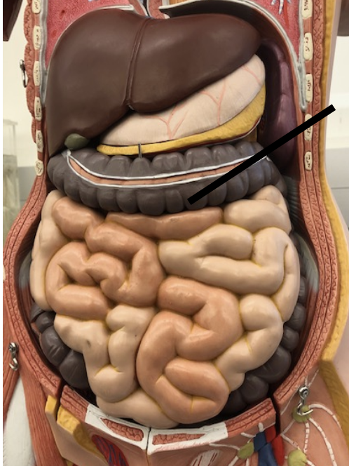 <p>The last section of the digestive system, where water is absorbed from food and the remaining material is eliminated from the body</p>