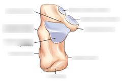 <p>Which view of the calcaneus is this?</p>