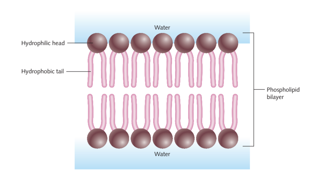 <ul><li><p><span style="background-color: transparent; font-family: "Century Gothic", sans-serif;"><span>Phosphate Head: Polar and hydrophilic ("water-loving"). It faces the watery environments inside and outside the cell.</span></span></p></li><li><p><span style="background-color: transparent; font-family: "Century Gothic", sans-serif;"><span>Fatty Acid Tails: Non-polar and hydrophobic ("water-fearing"). They face inwards, away from water.</span></span></p></li><li><p><span style="background-color: transparent; font-family: "Century Gothic", sans-serif;"><span>The Bilayer: These properties force phospholipids to form a double layer (bilayer) where tails are shielded in the middle.</span></span></p></li></ul><p></p>