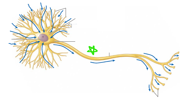 <p>Long tail of neuron</p>