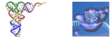 <p>tRNA and Ribosome</p>