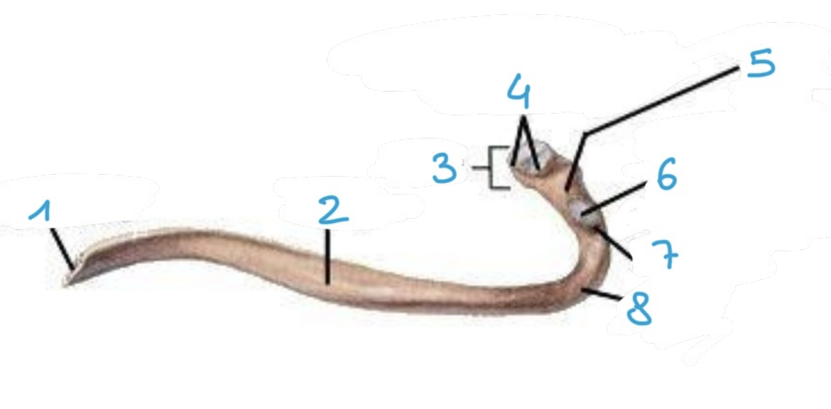 <p>identify structure #4 of the rib</p>