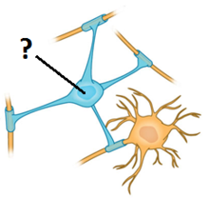 <p>- A type of glial cell that forms myelin in the central nervous system</p>