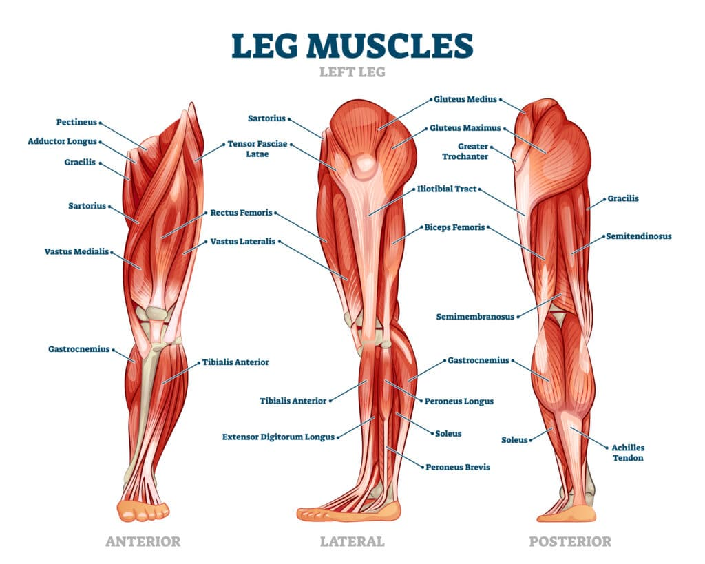 <p>Anterior (flexor) Compartment</p><ul><li><p>sartorius</p></li><li><p>quadriceps femoris</p><ul><li><p>rectus femoris</p></li><li><p>vastus lateralis</p></li><li><p>vastus intermedius</p></li><li><p>vastus medialis</p></li></ul></li></ul><p></p><p>Medial (Adductor) Compartment</p><ul><li><p>pectineus</p></li><li><p>adductor longus</p></li><li><p>adductor brevis</p></li><li><p>adductor magnus</p></li><li><p>adductor minimus</p></li><li><p>gracilis</p></li><li><p>obturator externis</p></li></ul><p></p><p>Posterior (Extensor) Compartment</p><ul><li><p>biceps femoris</p></li><li><p>semimembranosus</p></li><li><p>semitendinosus</p></li></ul><p></p>