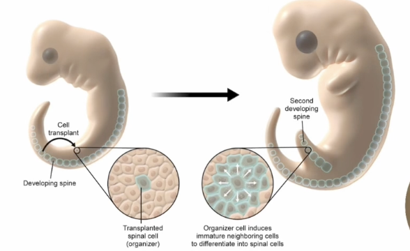 <p>Embryo contains cells known as organizer cells, and these organizer cells are going to secrete chemicals that instruct the cell around them on how to differentiate </p>