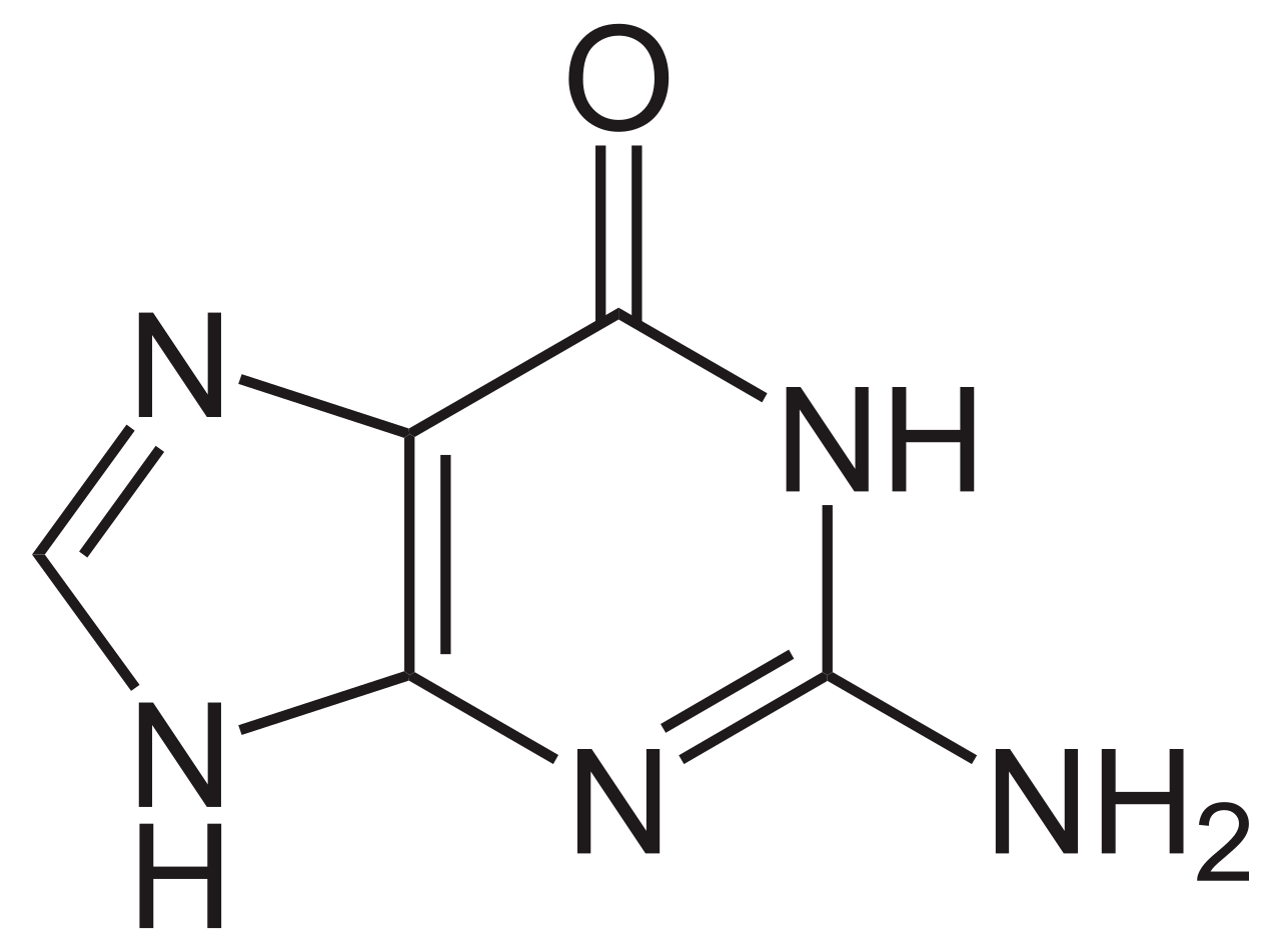 <p>name this nucleotide base</p>