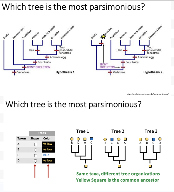 <p>Parsimony practice question</p>