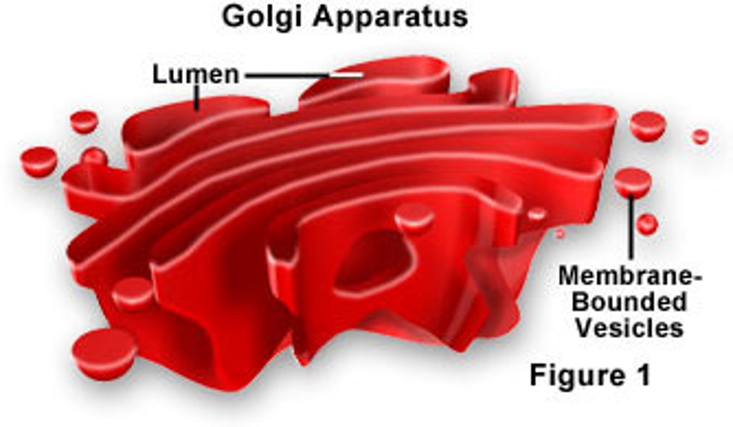 <p>They collect, package, modify, and distribute synthesized materials such as carbohydrates</p>