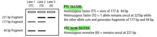 <p>ptc- bitter if taster (T)</p><p>ptc- no taste if not (t)</p><p>PTC is present in about 70% o</p>