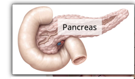 <p>A mixed gland </p><ul><li><p>has both endocrine + exocrine functions </p></li></ul><p></p>