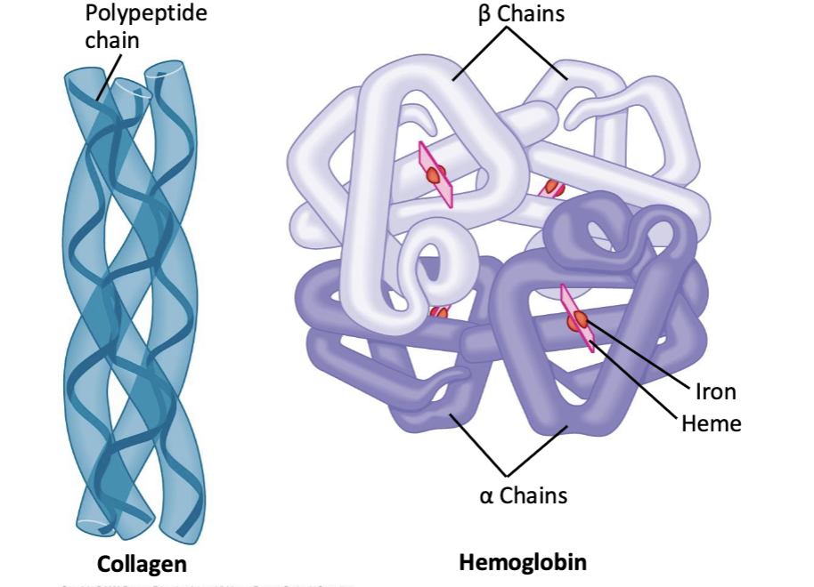 example of quaternary structure