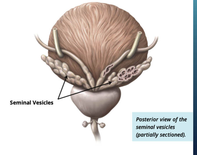 <ul><li><p>provide fluid + nutrients to the ejaculate </p></li><li><p>make up 60% of voume of semen </p></li></ul><p></p>