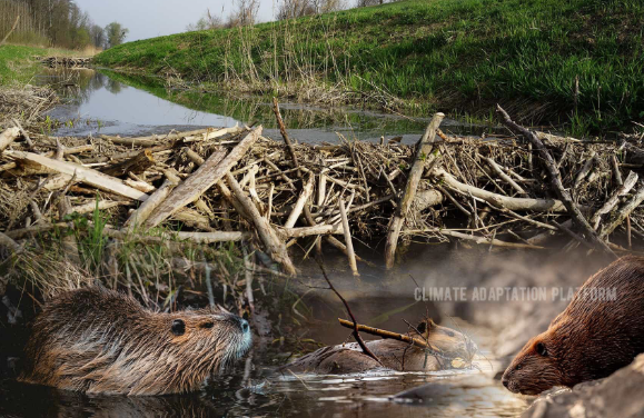 <p>Cause physical changes in the environment that affect community structure (beavers)</p>