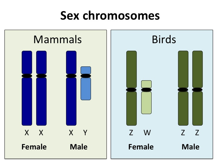 <ul><li><p><span>Human males (XY) are hemizygous for most genes on the X chromosome </span>the case for sex-linked traits</p></li></ul><ul><li><p><span>Female birds (ZW) are hemizygous for many genes on the Z chromosome</span></p></li><li><p><span>Can also occur due to chromosomal abnormalities such as aneuploidy or chromosome deletions, where one copy of a gene or chromosome region is missing</span></p></li></ul><p></p>