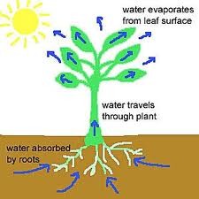 <p>The movement of water from the roots through the xylem and out of the leaves</p>