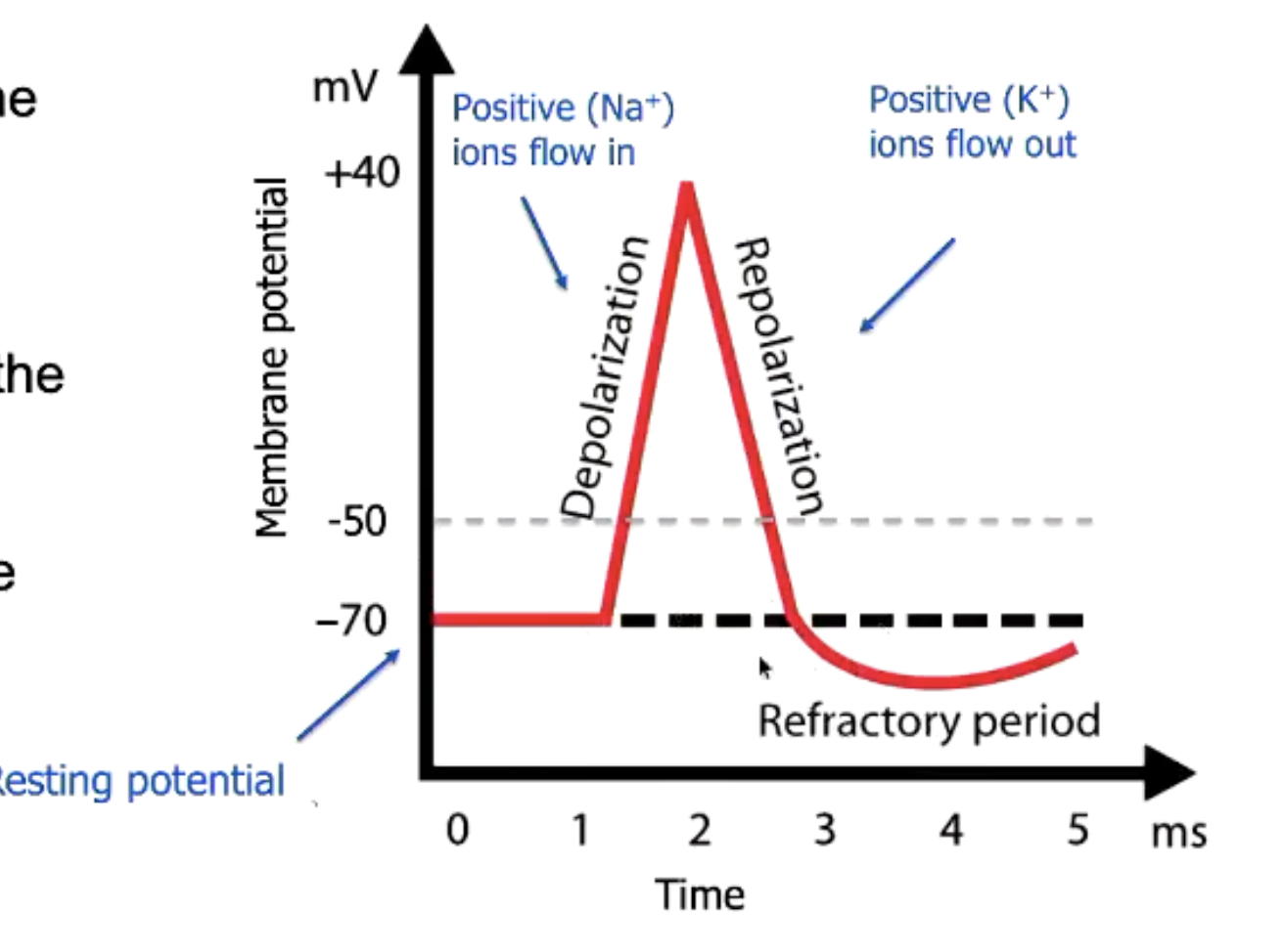 <p>Caused by a change in flow of ions across the neurone’s PM, Na+, Cl-, K+ pump.</p><p><br>Depolarisation: Membrane potential (-70mV) reaches threshold potential (-55mV), leading to rapid opening of V-gated Na+ channels, increasing membrane conductance to Na+, leading to influx of Na+ into the cell. Leads to depolarisation to around +30mV. V-gated K+ channels remain close.</p><p></p><p>Repolarisation: V-gated Na+ become inactive due to inactivation gate blocking channel. V-gated K+ open, leading to K+ efflux as K+ leaves the cell. This leads to decrease in voltage.</p><p></p><p>Hyperpolarisation: Due to slow closing of V-gated K+ channels, it leads to membrane potential falling closer to equilibrium potential of K+.</p>