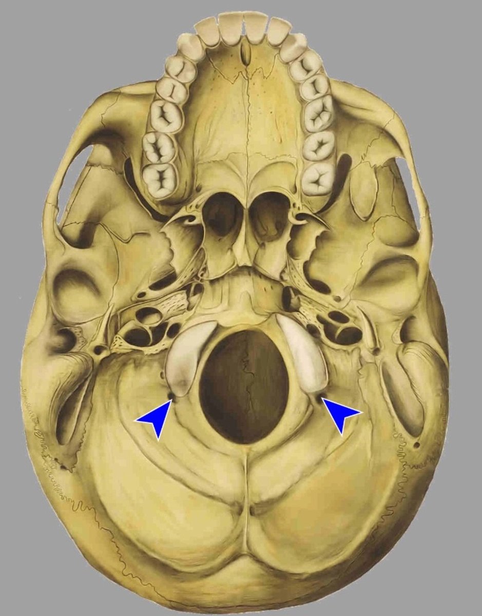 <p>incomplete canalis condylaris kan aantreffen, mond uit inde sulcus sinus sigmoidei</p>
