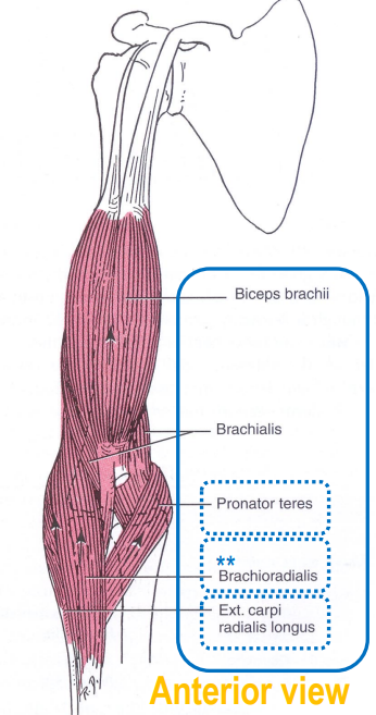 <ul><li><p>biceps brachii</p></li><li><p>brachialis</p></li><li><p>pronator teres</p></li><li><p>brachioradialis</p></li><li><p>extensor carpi radialis longus</p></li></ul><p></p>