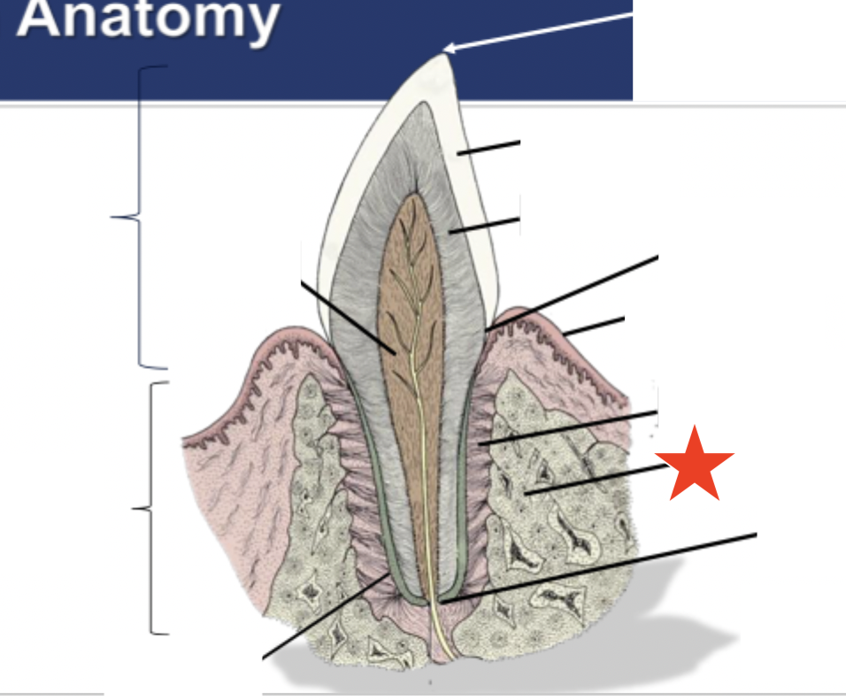 <p>What part of the tooth is indicated by the star?</p>