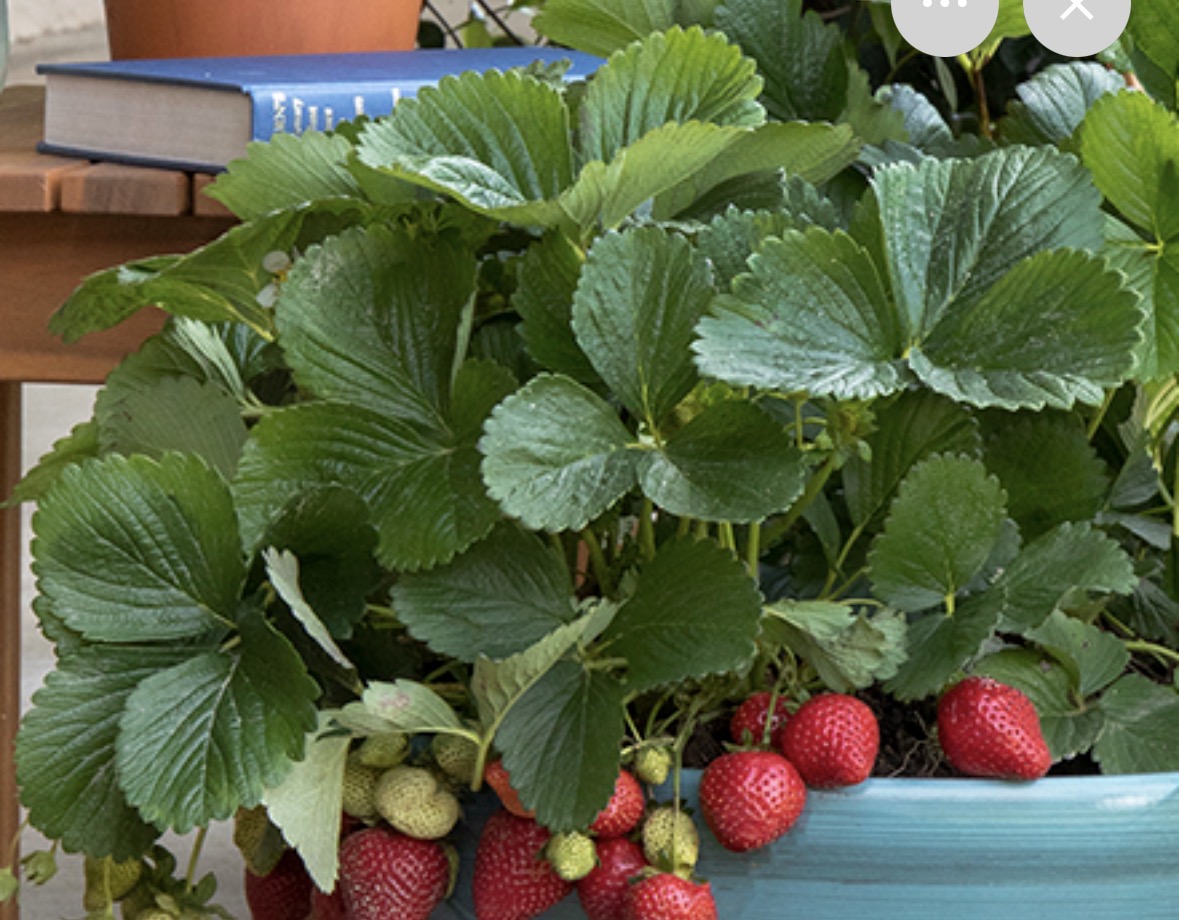 <p>Fragaria virginiana</p>