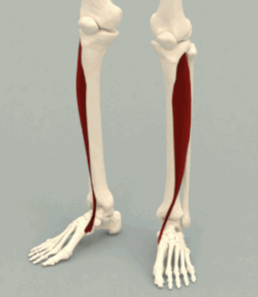 <p>Dorsiflexes foot. Inverts foot.</p>