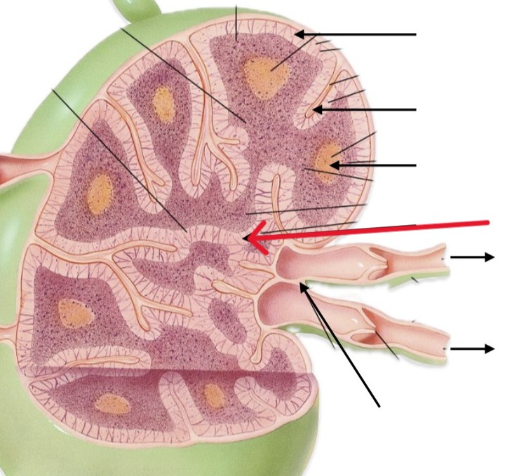 <p>Which part of lymph node:</p><ul><li><p>Innermost layer</p></li></ul><p></p>