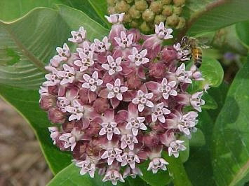 <p>Identify the weed</p>