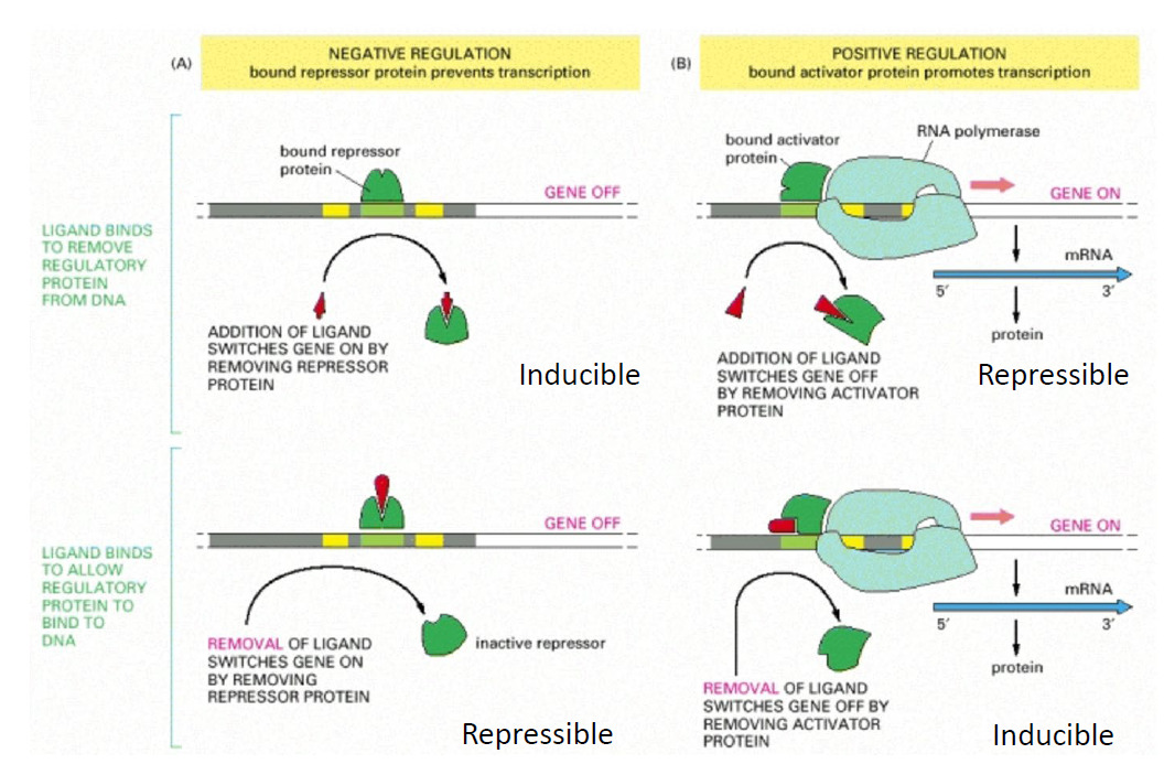 <p><strong>4 Types of Regulation</strong></p><p>Transcription factor (TF) activity is modified by control molecules (inducers/corepressors):</p><ul><li><p><strong>Negative Inducible:</strong></p><ul><li><p><em>Baseline:</em> Repressor TF binds DNA and blocks transcription.</p></li><li><p><em>With Control Molecule:</em> Molecule binds repressor <span>→</span> repressor detaches <span>→</span> transcription <strong>allowed</strong>.</p></li></ul></li><li><p><strong>Negative Repressible:</strong></p><ul><li><p><em>Baseline:</em> Repressor cannot bind DNA on its own <span>→</span> transcription occurs.</p></li><li><p><em>With Control Molecule:</em> Molecule binds repressor <span>→</span> repressor binds DNA <span>→</span> transcription <strong>prevented</strong>.</p></li></ul></li><li><p><strong>Positive Inducible:</strong></p><ul><li><p><em>Baseline:</em> Activator cannot bind DNA on its own.</p></li><li><p><em>With Control Molecule:</em> Molecule binds activator <span>→</span> activator binds DNA <span>→</span> transcription <strong>allowed</strong>.</p></li></ul></li><li><p><strong>Positive Repressible:</strong></p><ul><li><p><em>Baseline:</em> Activator TF binds DNA and allows transcription.</p></li><li><p><em>With Control Molecule:</em> Molecule binds activator <span>→</span> activator detaches <span>→</span> transcription <strong>prevented</strong>.</p></li></ul></li></ul><p></p>
