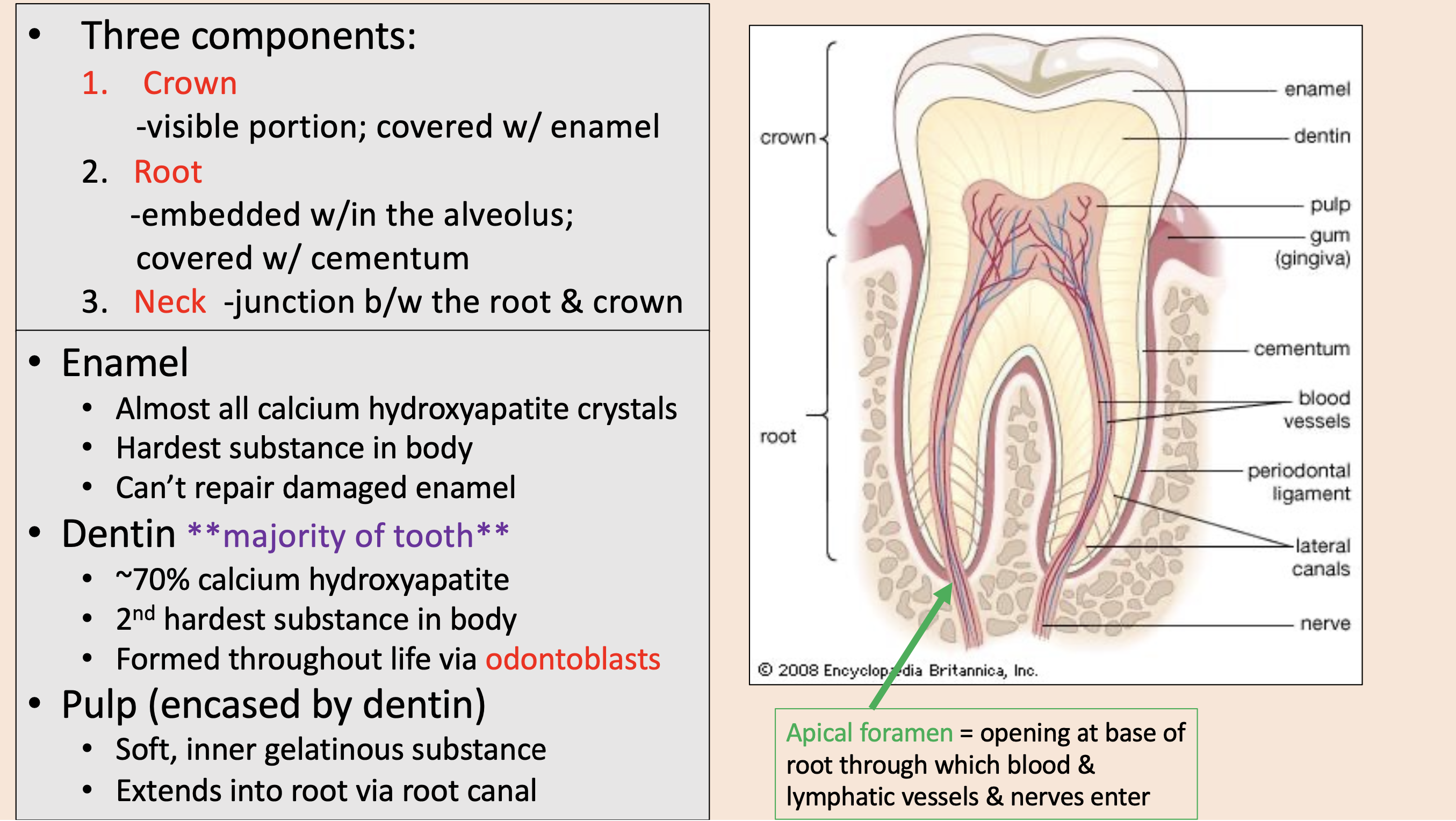 <p><span style="color: rgb(0, 176, 80);">apical foramen </span></p>