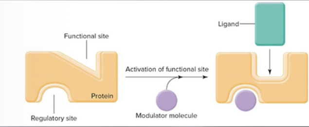 <p>Noncovalent binding changes protein shape. </p>