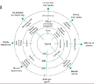 <p>Centrifugal organization</p>