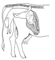 <p>This occurs when the the calf does not rotate as the fetal head emerges from the vulva, and the widest part of the fetus gets caught on the pelvis of the dam</p>