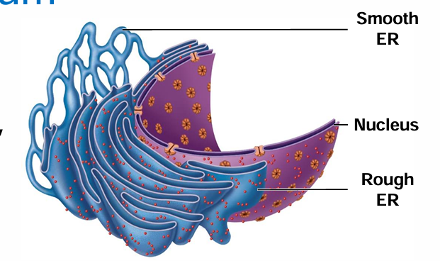 <ul><li><p>No ribosomes attached</p></li></ul><p></p>