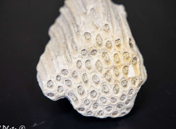 <p>Phylum &amp; name?</p>