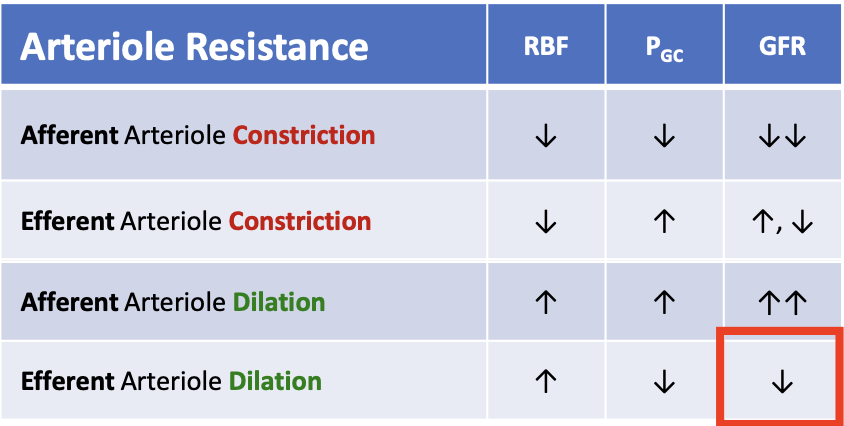 <p>GFR decreases</p>