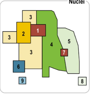 <p>Harris and Ullman Multiple Nuclei Model relevant time period and definition</p>