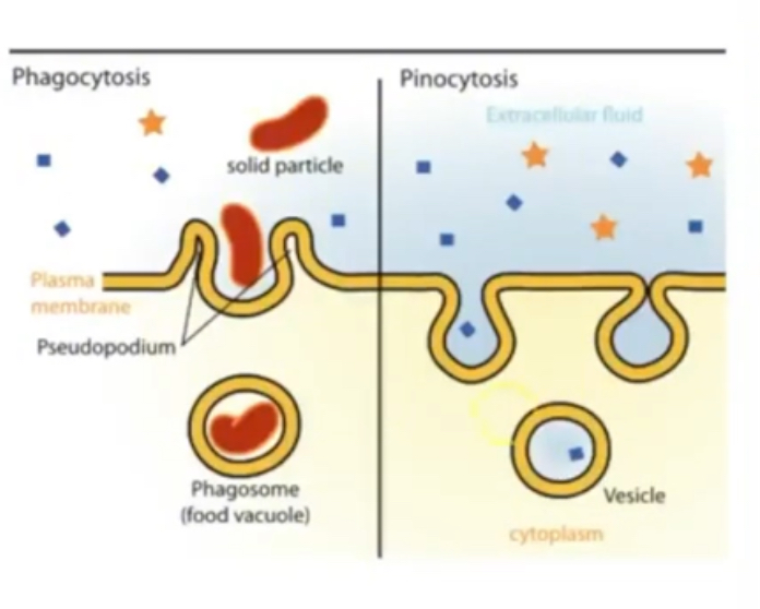 <p>Phagocytosis = when it is a solid particle being taken in                                    Pinocytosis = when a liquid is being taken in </p><p>Requires energy from ATP for cell to engulf and change shape around material </p>