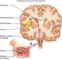 <p>Facial (CN VII), Glossopharyngeal (CN IX), and Vagus (CN X).</p>
