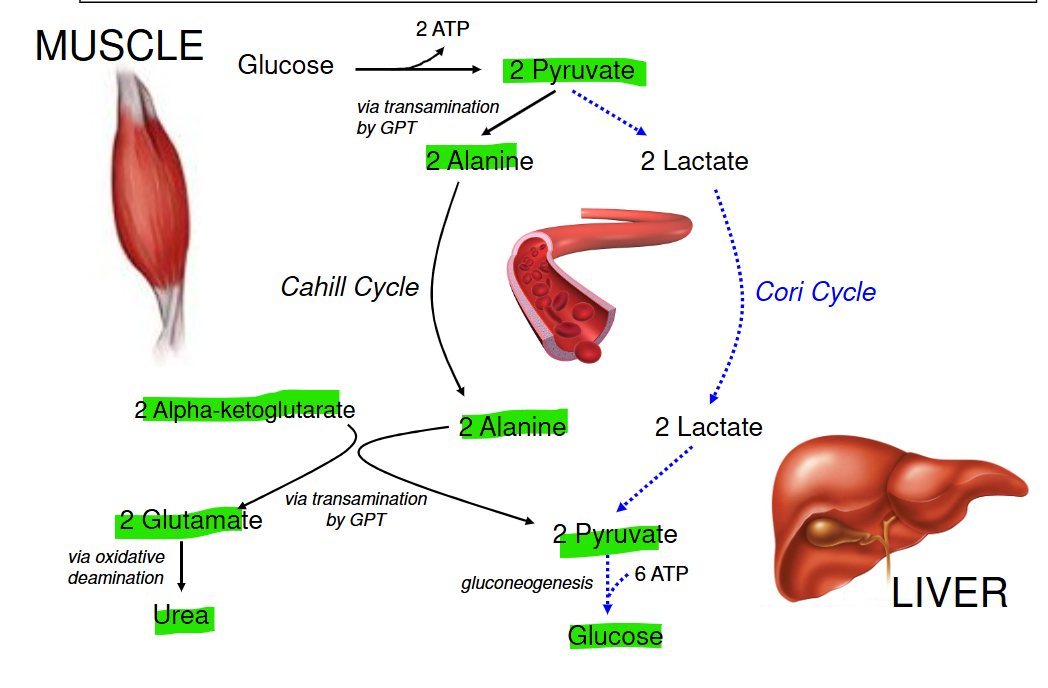<p>Pyruvate transaminated to Alanine</p><p>α-ketoglutarate + alanine → glutamate + pyruvate</p><p>Glutamate → Urea</p><p>Pyruvate → Glucose</p>