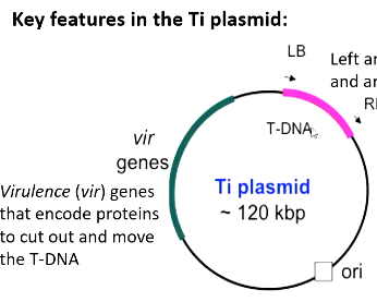 <p>Agrobacterium contains a Ti (tumour inducing) plasmid required for infection. containing the T-DNA. The Ti plasmid contains:</p><ul><li><p>Virulence (vir) genes that encode proteins to cut out and move the T-DNA</p></li><li><p>Left and right borders (LB/RB) flank the T-DNA and are recognized by the vir gene products T-DNA: Genes with eukaryotic promoters to express genes in host cells (hormone and opine synthesis)</p></li><li><p>Origin of replication: make more plasmid in the bacteria</p></li></ul><p></p>