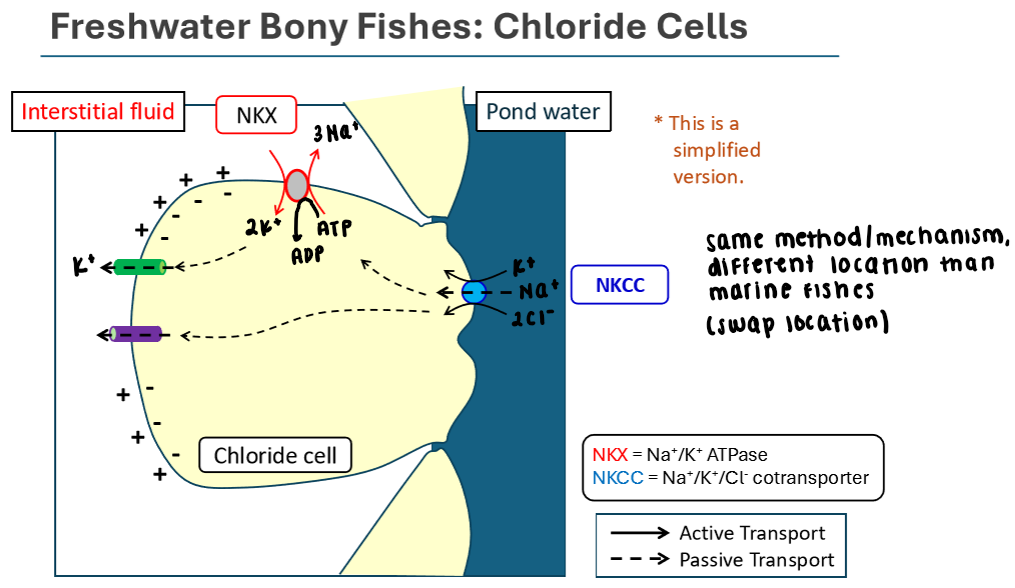 <p>Chloride Cells in Freshwater Bony Fishes</p>