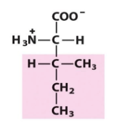 <p>Ile </p><p>I </p><p>pKa Values = 2 (-COOH), 9(-NH3 +) </p>
