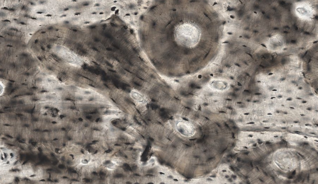 <p>Identifica el tejido</p>