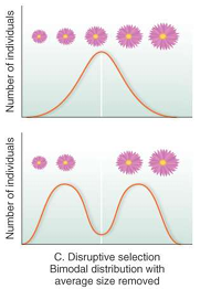 <p>Bimodal distribution with average size removed</p>