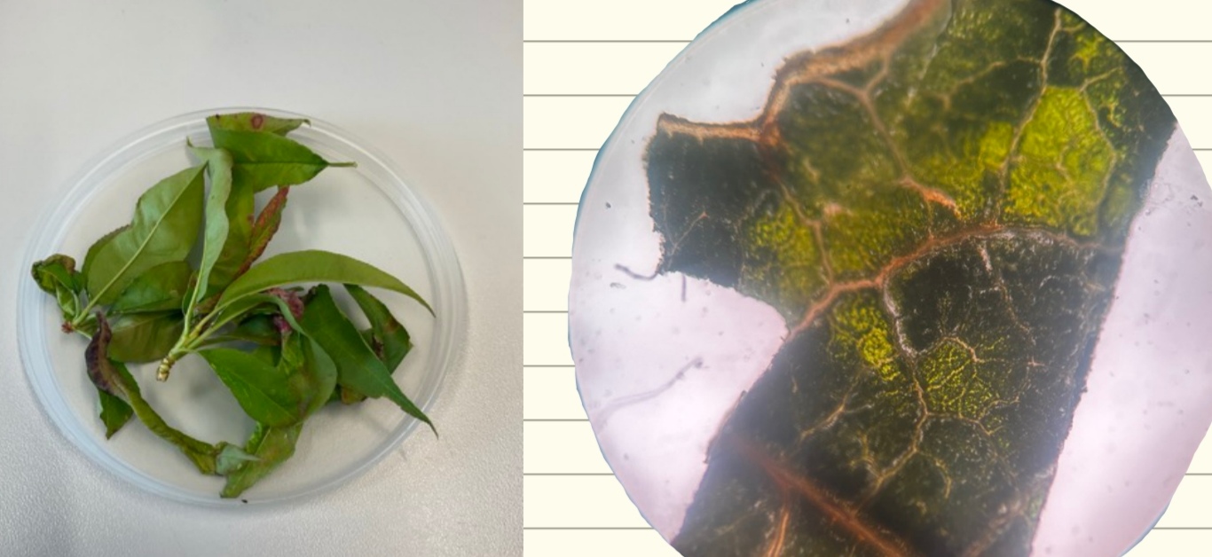 <p>Taphrina deformans - breskova kodravost (rod Taphrina) </p>