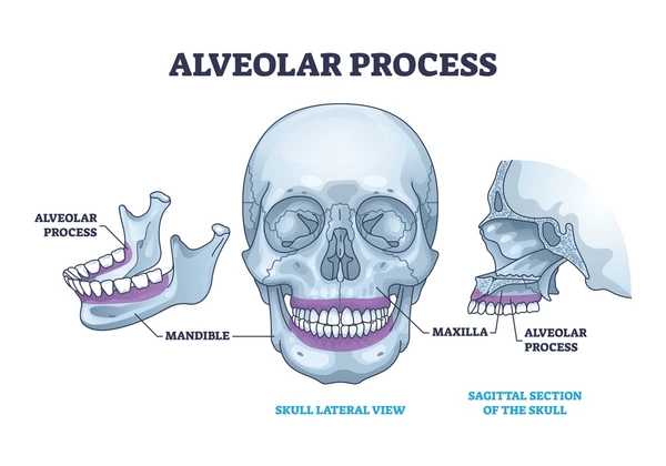 <p><span>the bony cavities within the maxilla and mandible that house the roots of the teeth</span>. They are located within the alveolar process</p>