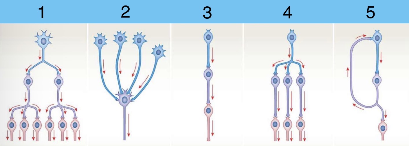 <p>Identify the Neuronal Organization Circuits (the way neurons communicate)</p>