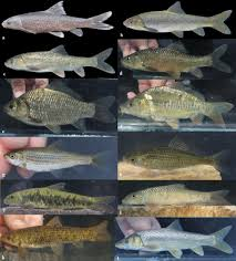 <p><strong>Minnows, Dace, Shiners, Chubs, &amp; Carp</strong></p><ul><li><p><em>ID:</em> No jaw teeth</p></li><li><p><em>Ecology:</em> Very diverse</p></li><li><p><em>Uses:</em> <strong>Food (carp), baitfish, aquaculture, ornamentals (koi, goldfish)</strong></p></li></ul><p></p>