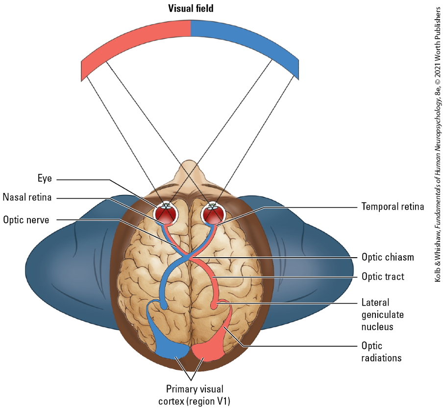 <p><span><strong>Crossing the Optic Chiasm</strong></span></p>